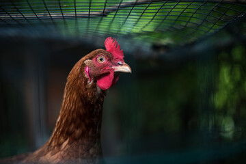  Brown chicken portrait in hen fence
