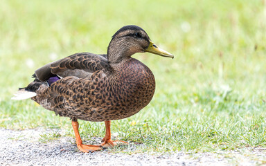 Naklejka na ściany i meble Wild duck in the park, close-up.