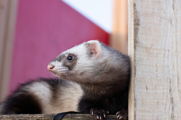 Domestic ferret playing in the garden. Cute pet outside of the house.