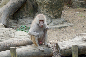 Cali, Colombia; August 07 2021: People enjoy visiting the zoo of Cali, with a lot of birds, tigers,...