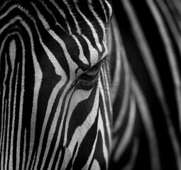 Fototapeta na wymiar grevy zebra closeup