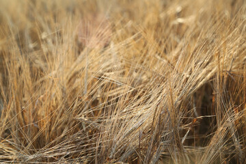 golden wheat field close up 