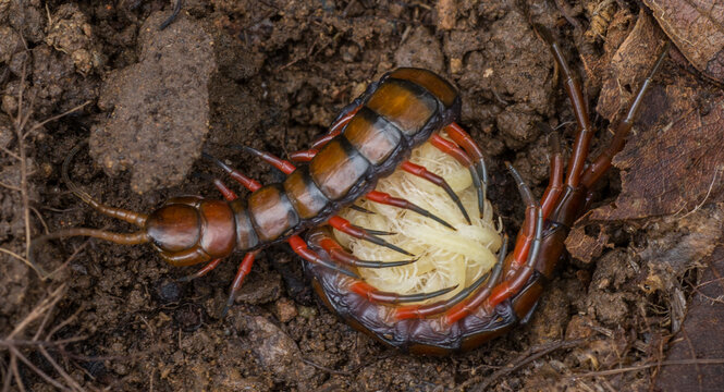 Un scolopendre en gros plan, avec ses petits.