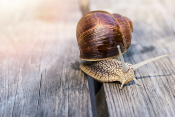Close-up of a grape snail on wooden planks in the sunlight. Selective focus.