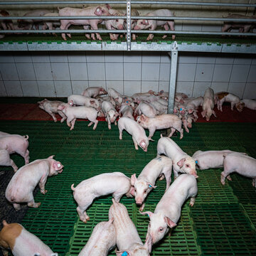 Moderne Ferkelerzeugung - Ferkel in einem Ferkelaufzuchtstall mit zus&auml;tzlichem Balkon.