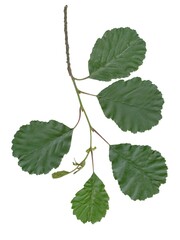 arrangement of various green leaves isolated close up