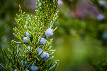Close up of berry-like blue-black with a whitish waxy bloom female ?ones in the leafage of savin juniper evergreen shrub or Juniperus sabina