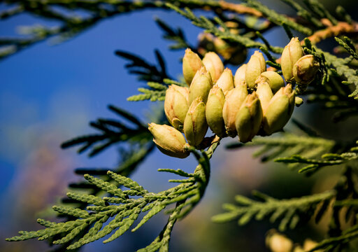 Conifer evergreen Thuja Orientalis or northern white cedar branch a close up of the immature seed cones . Thuja branch leaves with small cones on blue sky background