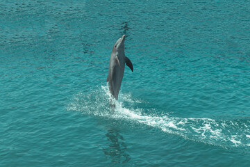 Beautiful dolphin playing and doing tricks in the blue water © Wirestock