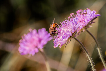 Wonderful Butterfly With Blurred background in Eselsburger Valley Wanderparkplatz
