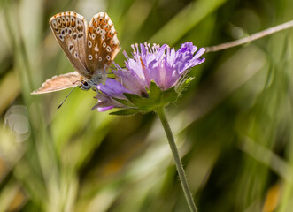 Wonderful Butterfly With Blurred background in Eselsburger Valley Wanderparkplatz