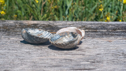 Shells from the beach on the Irish Sea at Sefton