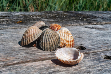 Shells from the beach on the Irish Sea at Sefton