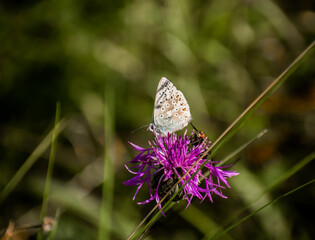 Wonderful Butterfly With Blurred background in Eselsburger Valley Wanderparkplatz