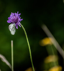 Wonderful Butterfly sitting on beautiful flower with blurred pastel background