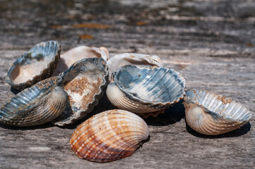 Obraz na płótnie Canvas Shells from the beach on the Irish Sea at Sefton