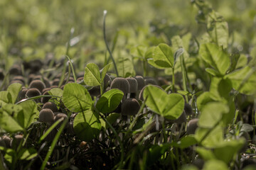 surreal brown mushrooms in green shamrocks 