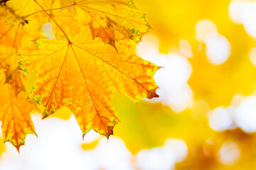 Naklejka na ściany i meble Yellow maple. Maple leaves on a blurred background. Autumn background. Copy space