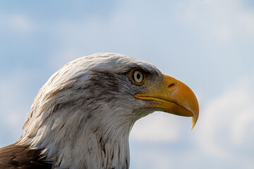 Bald Eagle Portrait