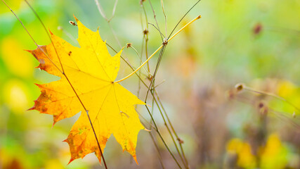 Obraz premium Yellow maple. Maple leaves on a blurred background. Autumn background. Copy space