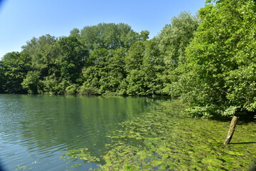 Mousse en décomposition au Grand Etang des Clabots en forêt de Soignes à Auderghem