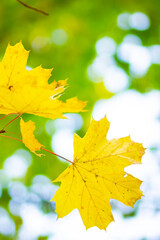 Yellow maple. Maple leaves on a blurred background. Autumn background. Copy space