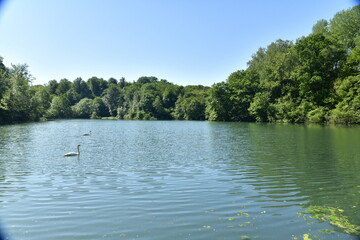 Le Grand Etang des Clabots en plein coeur de la forêt de Soignes à Auderghem