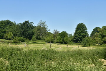 L'une des prairies à l'état sauvage près de l'abbaye du Rouge-Cloître à Auderghem 