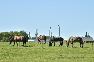 Chevaux broutant l'herbe dans l'une des prairies près de l'abbaye du Rouge Cloître à Auderghem 