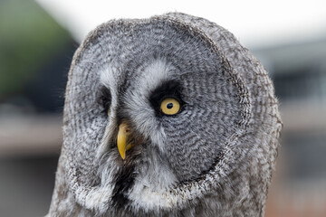 Great Grey Owl Portrait