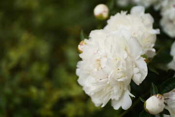 Obraz premium Close-up of a white peony on a background of green leaves blooming in the garden. High quality photo