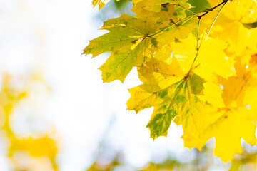 Autumn maple leaves. Colorful autumn maple leaves on a tree branch. Beautiful maple leaves in autumn sunny day. Close-up