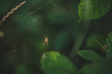 spider on a web