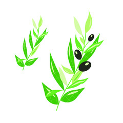 olive branch with olives