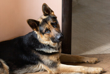 German shepherd dog laying on the carpet in home