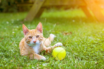 Pretty orange tabby cat playing with a ball outside