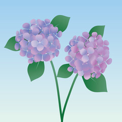 
An illustration of two Hydrangea flowers with leafs and stems. Purple and  blue.