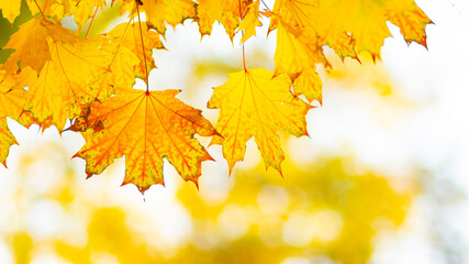 Naklejka na ściany i meble Background autumn leaves. Falling Autumn Maple Leaves Natural Background. Autumn yellow leaves as nature background. Fall season