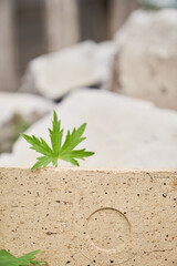 Beige stone platform on a stone background with a leaf of meadow geranium. High quality photo