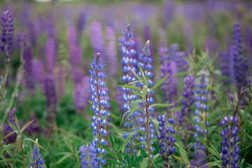 Obraz premium lupine field with pink purple and blue flowers
