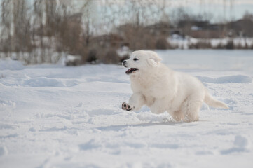 Obraz na płótnie Canvas Funny Polish Tatra sheepdog run on snow in the winter.