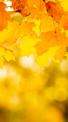 Maple leaves on branch. Colorful autumn maple leaves on a tree branch background. Fall background. Beautiful nature scene