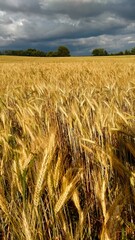 Wheat Field in the French Countryside 