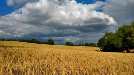 A Field of Wheat in the Dordogne, France