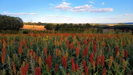 A Field of Crops, Dordogne France