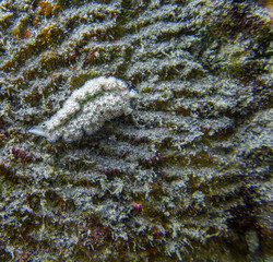 Nudibranches sur un corail
