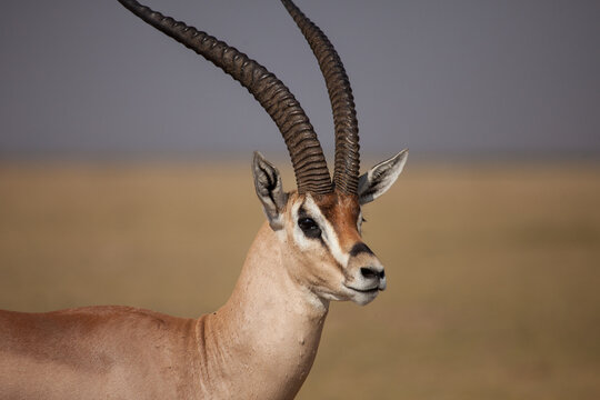 Beautiful close up of the head and horns of a Grants Gazelle in Africa