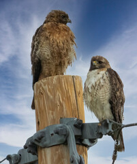 Pair of Red-tailed Hawks