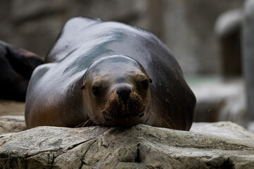 A bored sea lion on a rock
