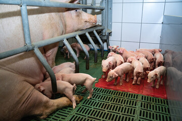 Schweinehaltung - niedliche Saugferkel in einer modernen Abferkelbucht bei der Muttersau.